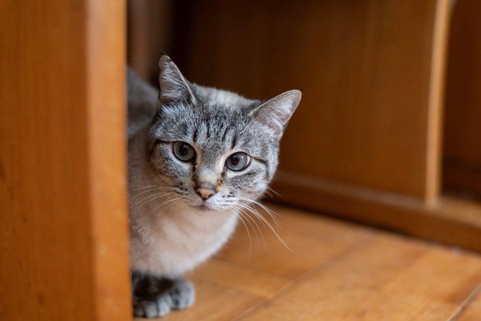 物陰から様子をうかがう猫