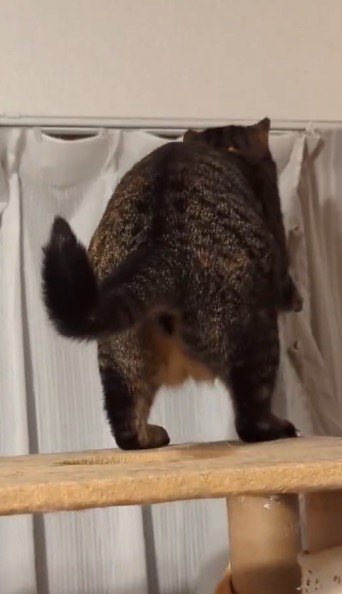 前足でカーテンレールからカーテンを外す猫