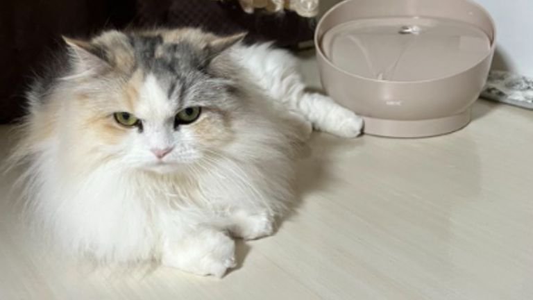 室内にいる猫