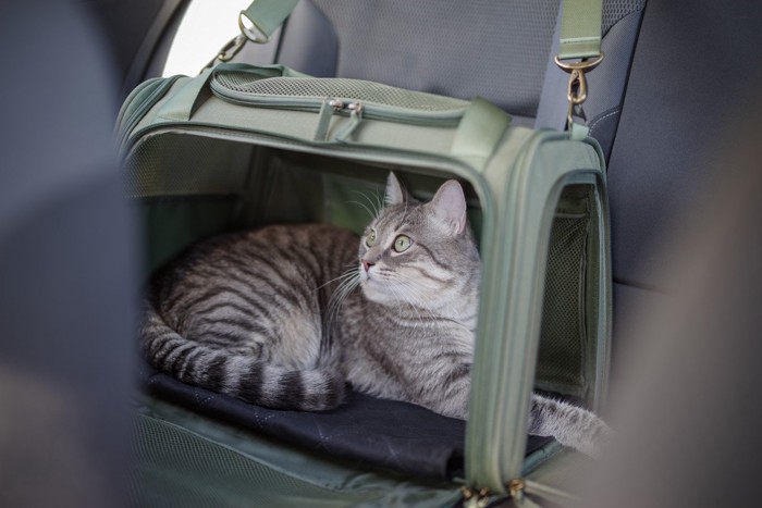 車に乗る猫