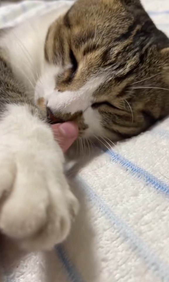 眠そうな猫