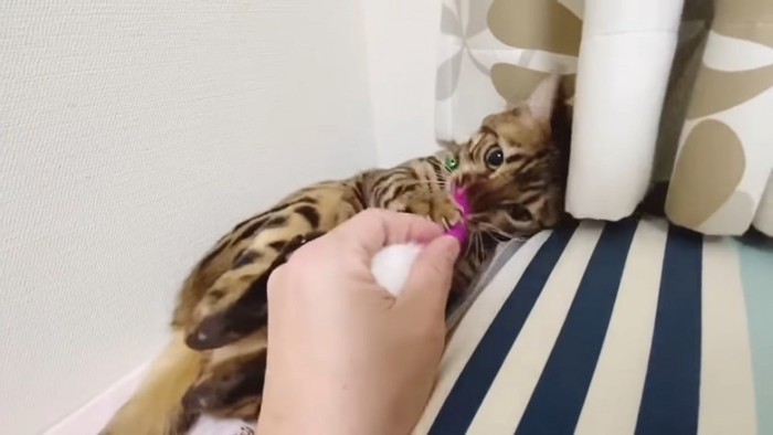 おもちゃを離さない猫