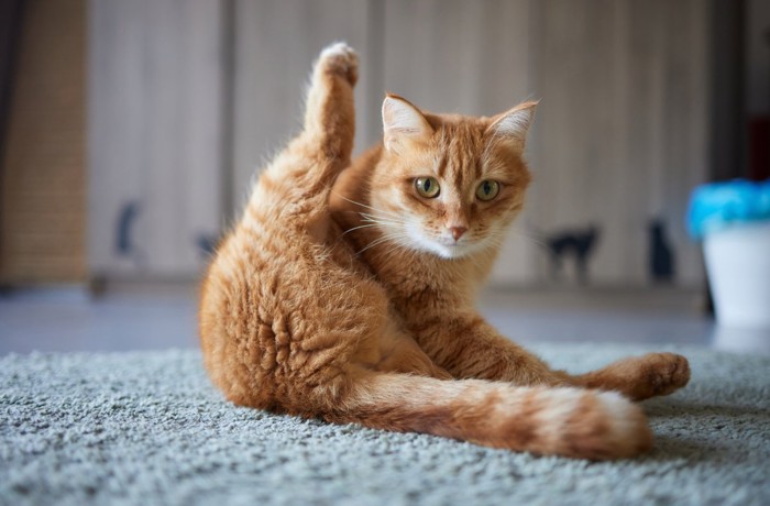 毛づくろい中の猫