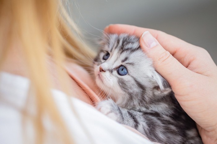 女性に抱かれている子猫