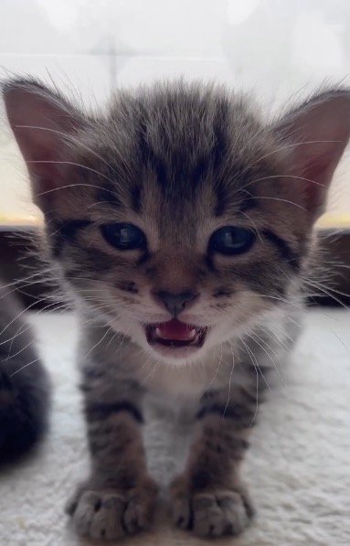 口を少し閉じる子猫