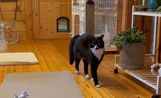 背中を高く丸めて歩くあもちゃん