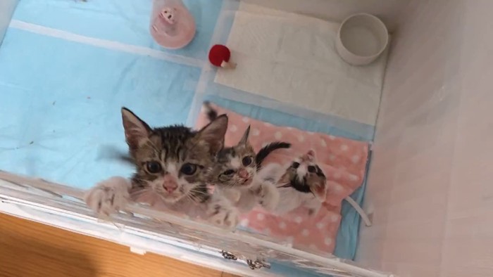 ケージに前足をかける子猫