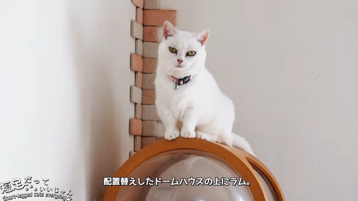 ドームハウスの上に座る猫