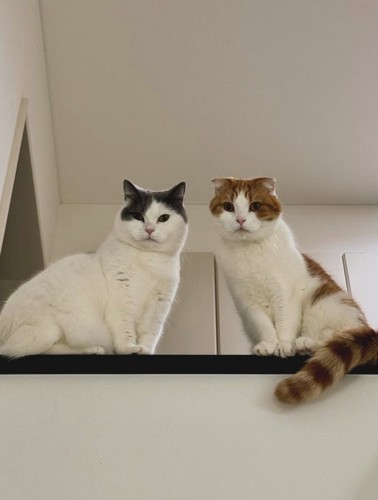 猫2匹が見下ろしている
