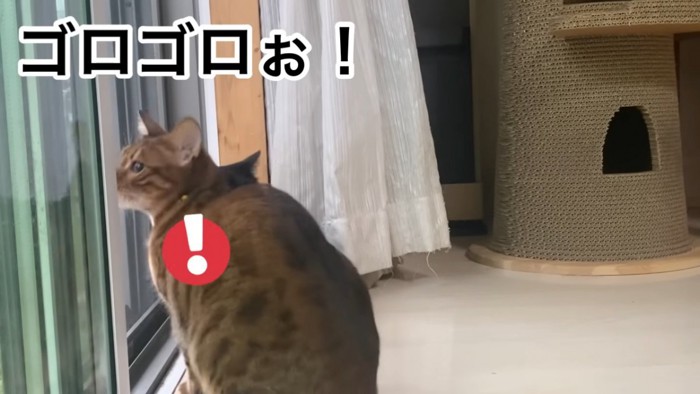 体を小さくするベンガル