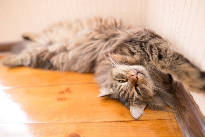 部屋の隅で寝ている猫