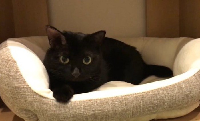 ベッドの中から見つめる猫