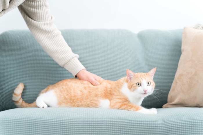 ソファでくつろぐ猫と撫でる飼い主の手