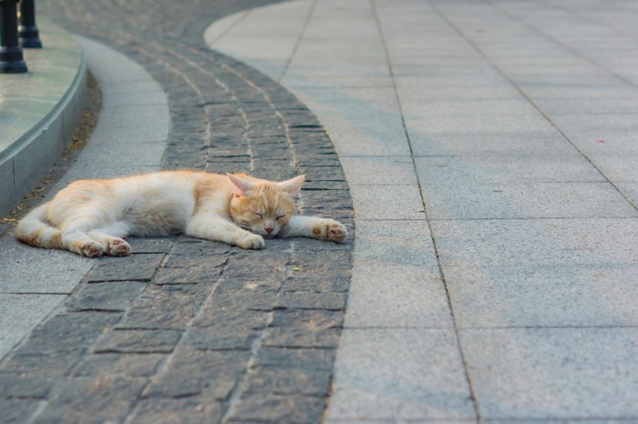 寝ている猫