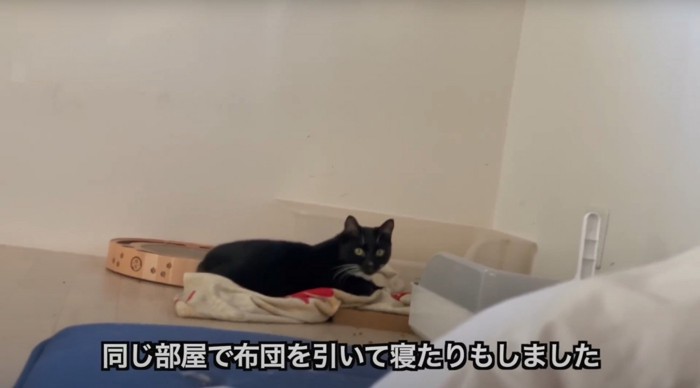 猫とふとん