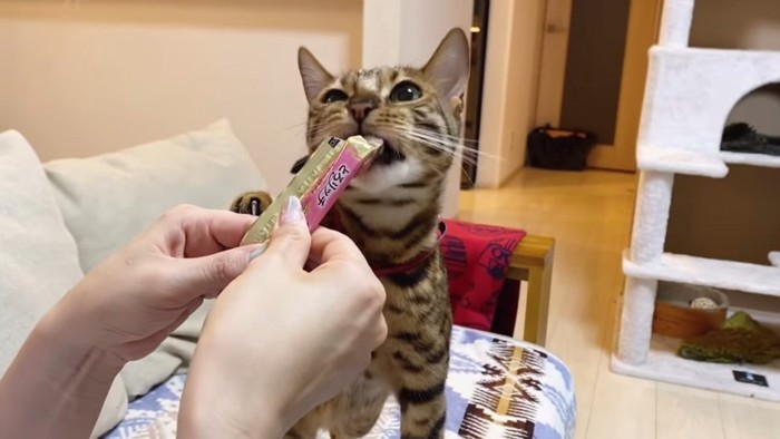 おやつを食べる猫