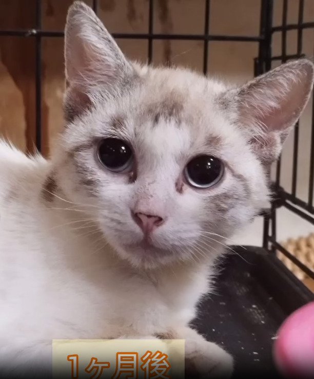 伏せる猫