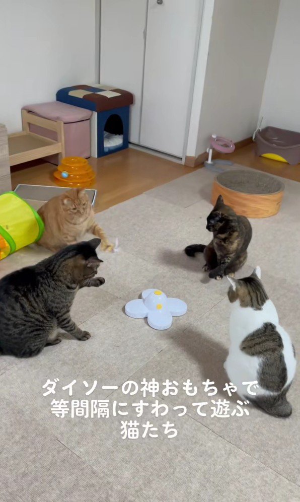 おもちゃを囲む猫たち