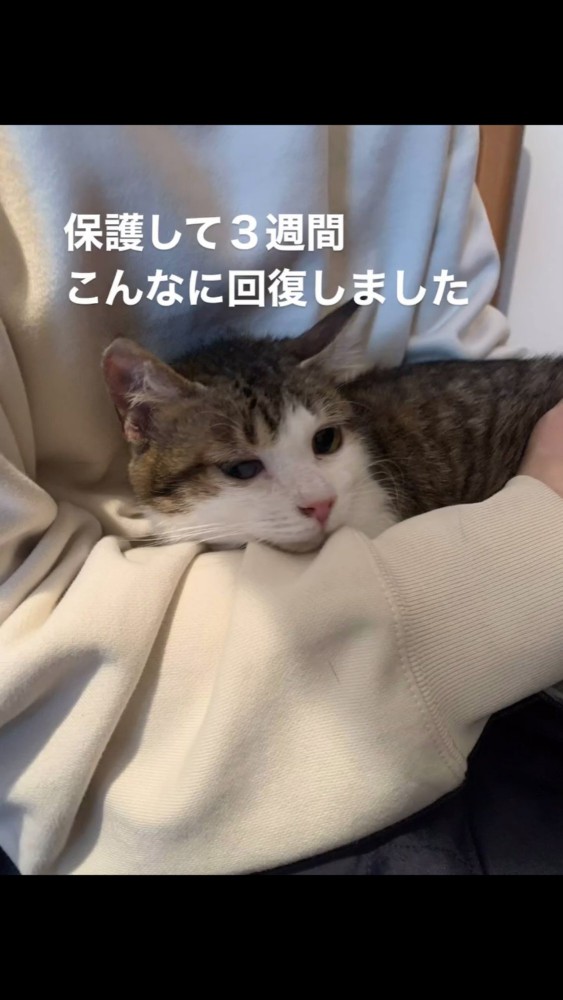 腕に抱かれる猫