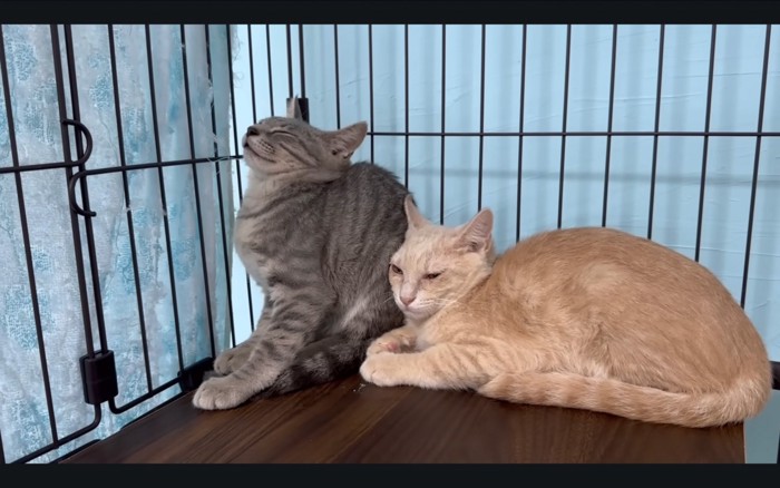 嫌そうな猫