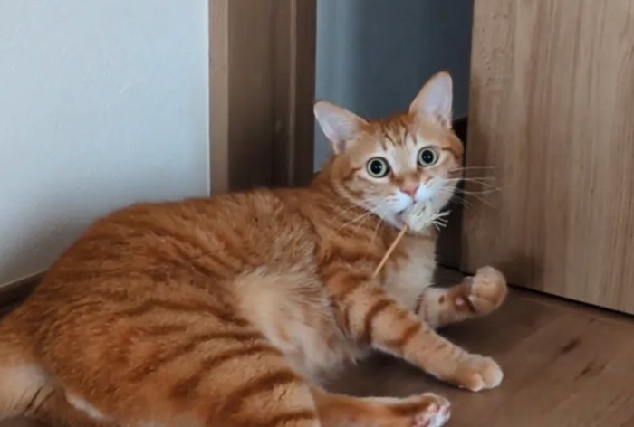 驚いた表情の猫