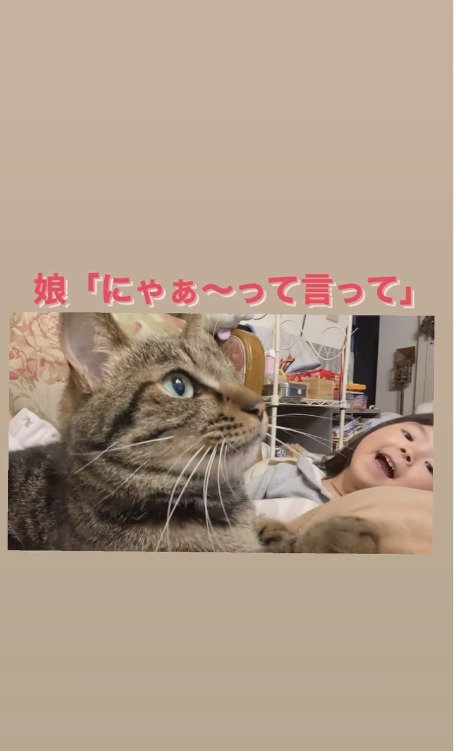 3度目のおねだりをされる猫