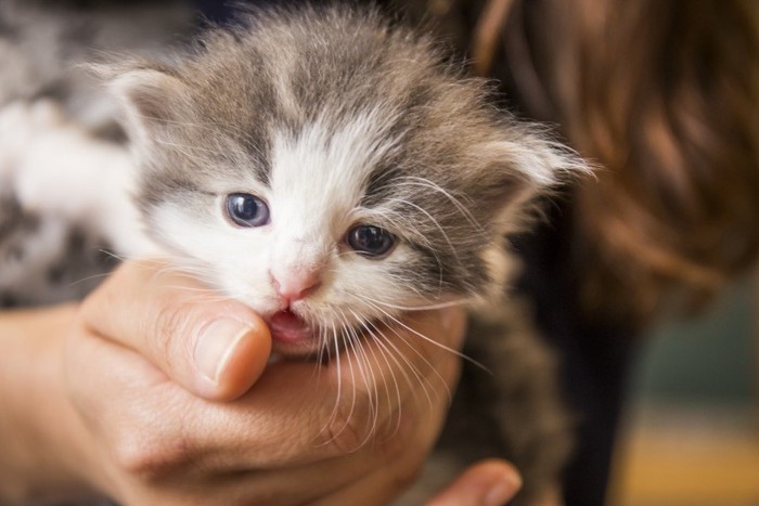 人の手の中のノルウェージャンフォレストキャットの子猫