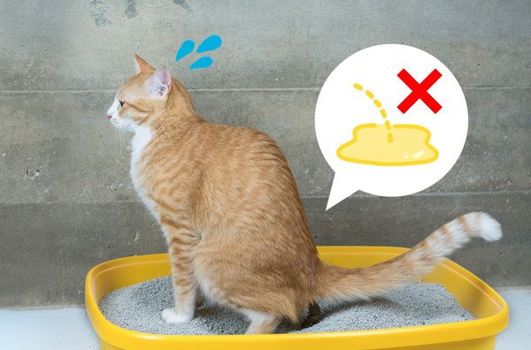 特に泌尿器系疾患を抱えている猫に春菊はNG！