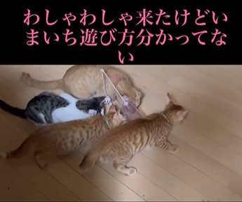 おもちゃで遊ぶ猫たち