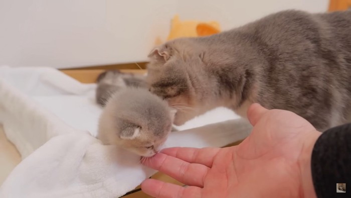 ルルちゃんが脱走を阻止します