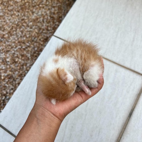 手のひらに乗る子猫