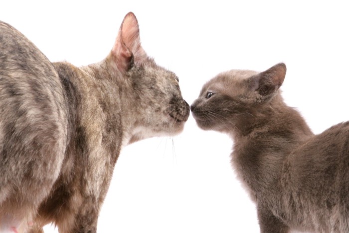 鼻を近づける2匹の猫