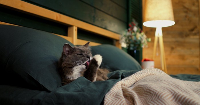 ベッドでくつろぐ猫