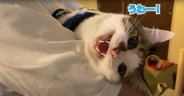 飼い主に抱っこされて横を向いている猫「うわー！」