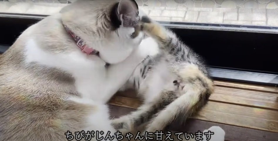 子猫をなめてあげる猫