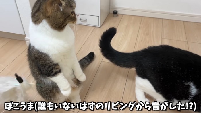 後ろ足で経つ猫