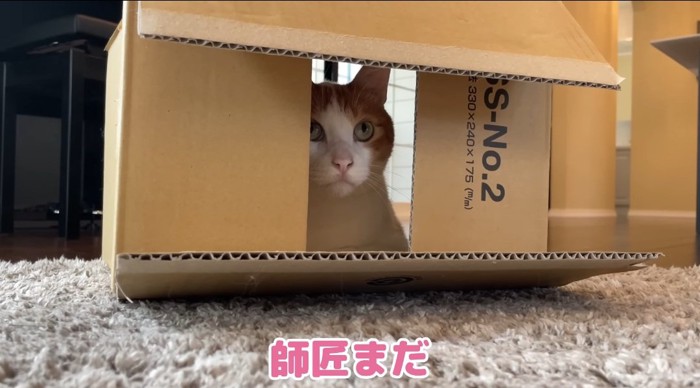 段ボールの中の猫