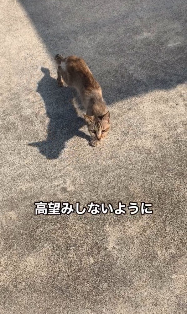 コンクリートの上の猫