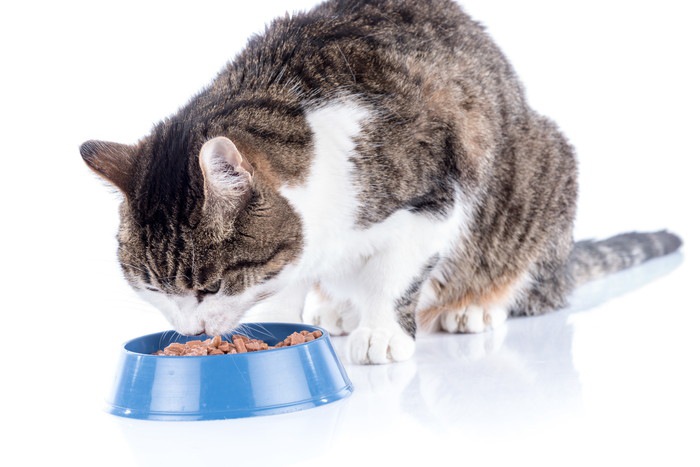 餌を食べる猫