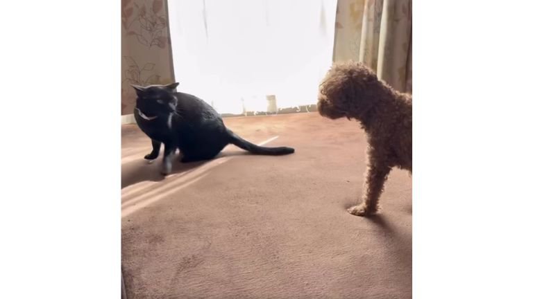 室内にいる猫と犬