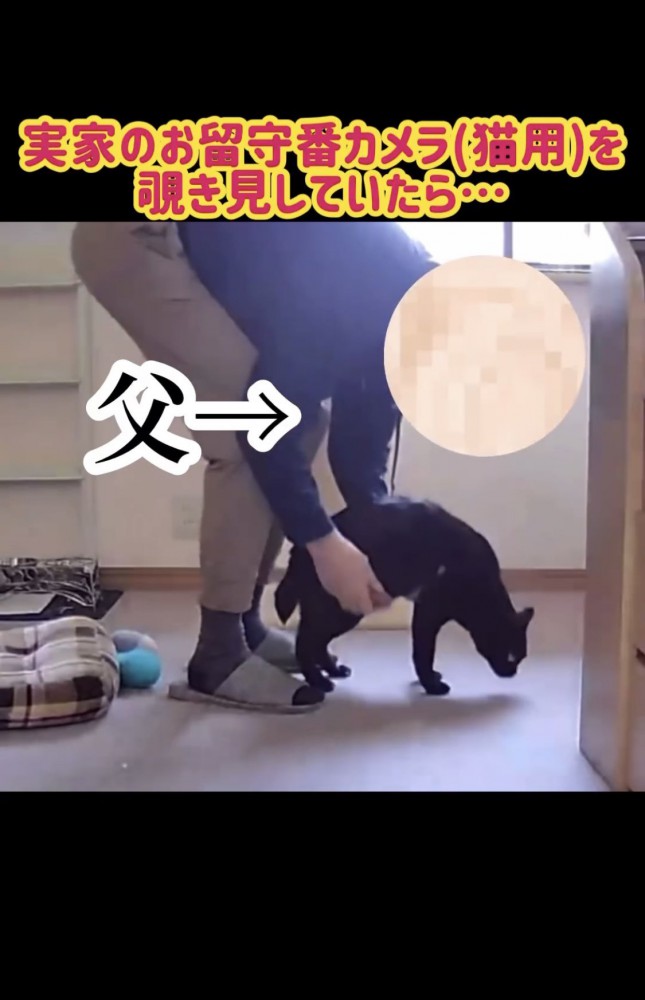 抱きかかえられる黒猫