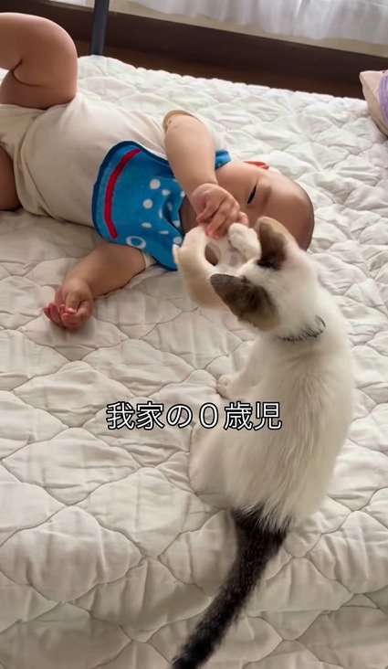 赤ちゃんが持つぬいぐるみに前足を伸ばすつなちゃん