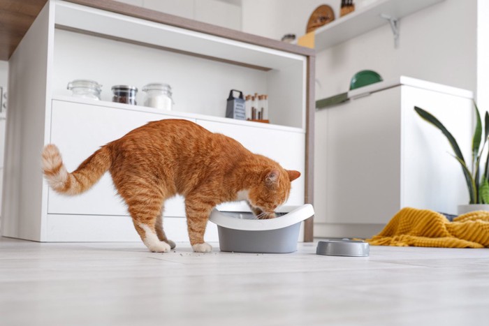 猫砂を掘る茶トラ猫