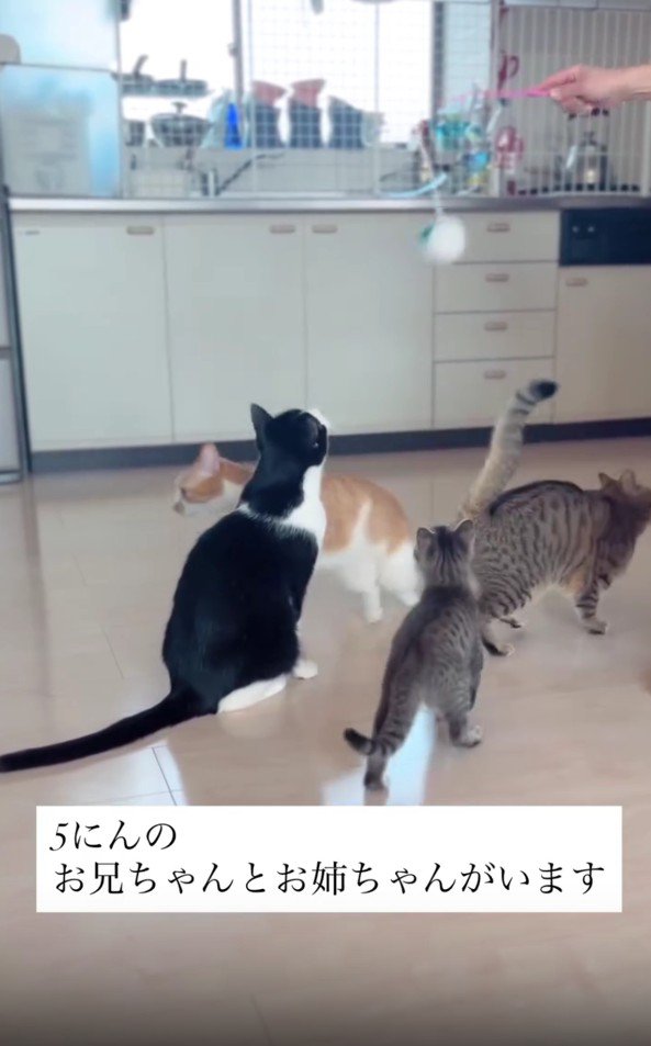 おもちゃで遊ぶ猫たち
