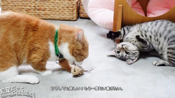 茶色い猫と仰向けの猫