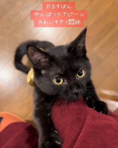 足に手をかける猫