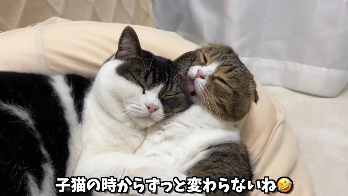 毛づくろいする猫