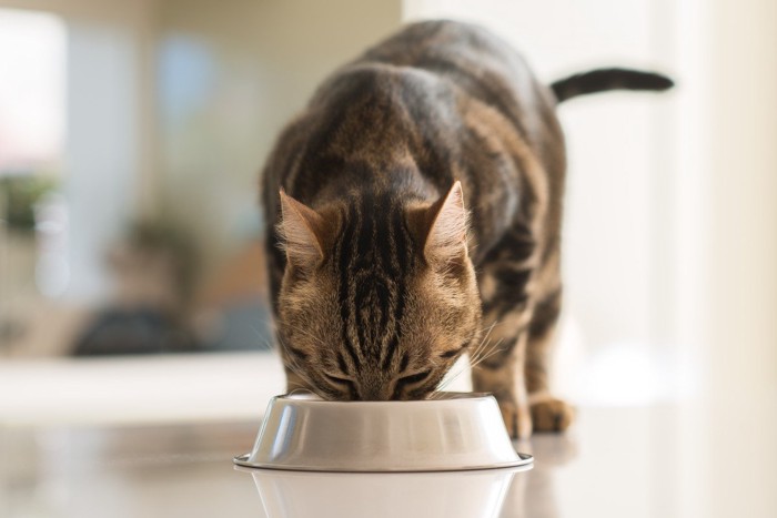 ご飯を食べている猫