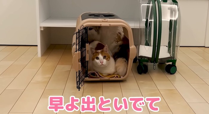 キャリーの中の猫