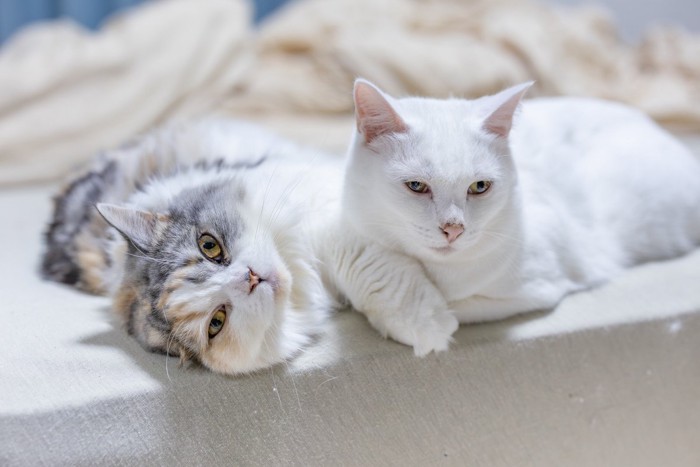 2匹の猫